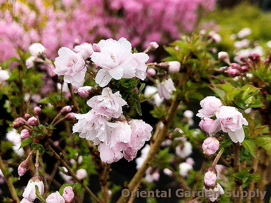Prunus incisa 'Zuzu'