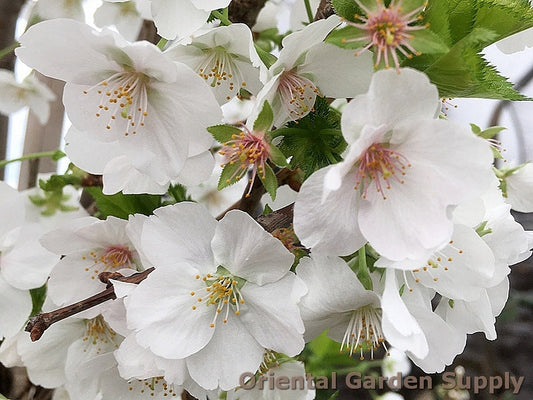 Prunus serrulata 'Snow Goose'