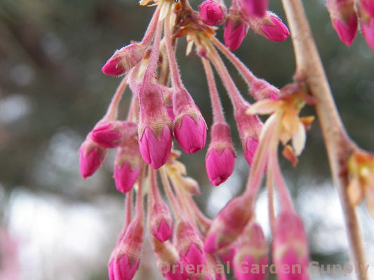 Prunus subhirtella var. pendula