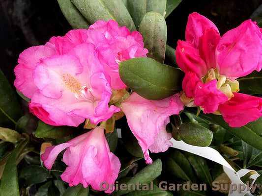 Rhododendron x 'Ken Janeck'