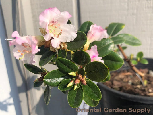 Rhododendron x 'Pink Snowflakes'