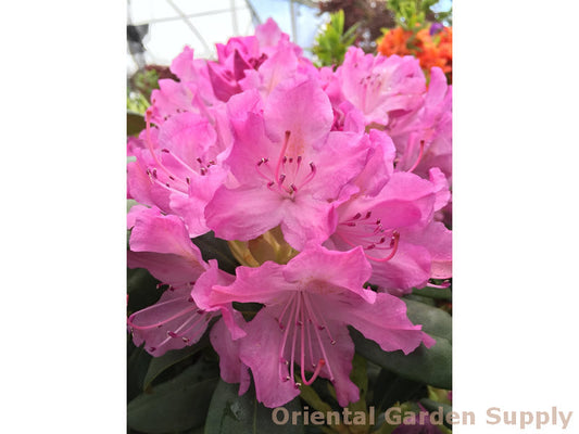 Rhododendron catawbiense 'Roseum Elegans'