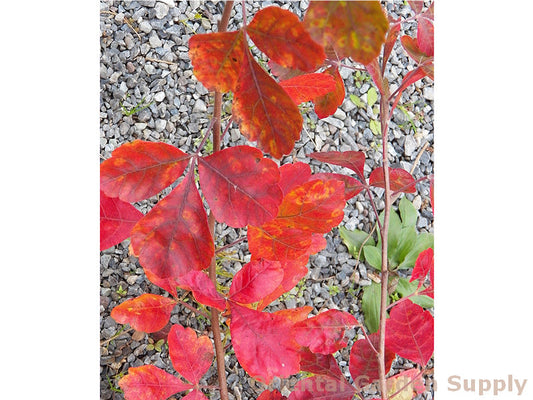 Rhus aromatica 'Gro-Low'