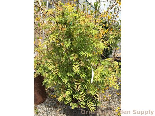 Sorbaria sorbifolia 'Sem'