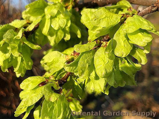 Ulmus glabra 'Camperdownii'