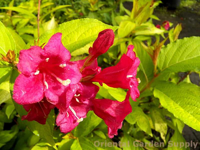 Weigela florida 'Rubidor'