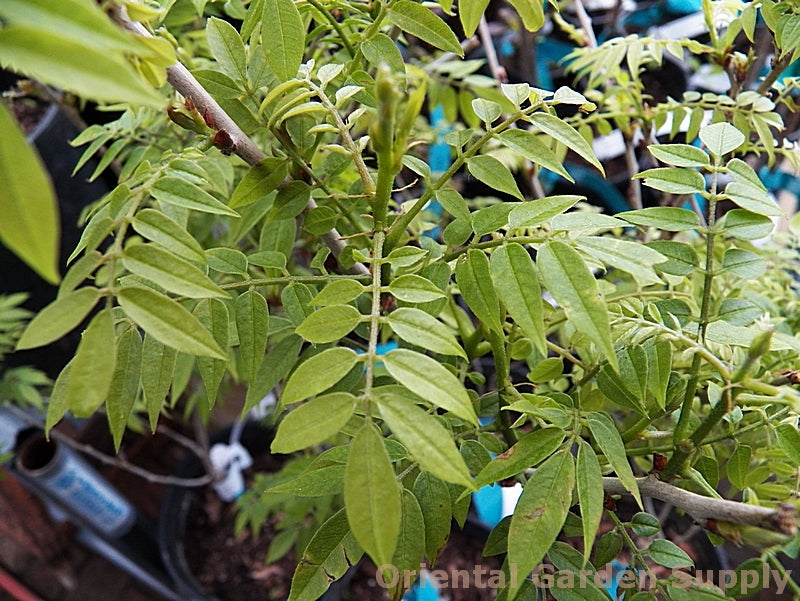 Wisteria sinensis 'Kofuji'