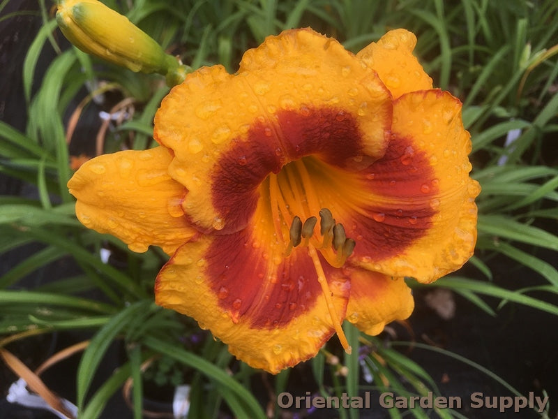 Hemerocallis 'Fooled Me'