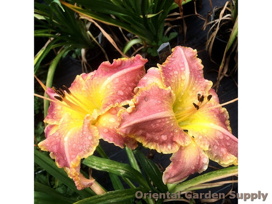 Hemerocallis 'Judy Judy'