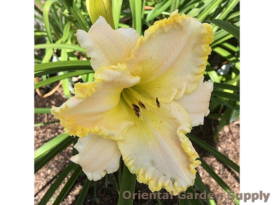Hemerocallis 'Marque Moon'