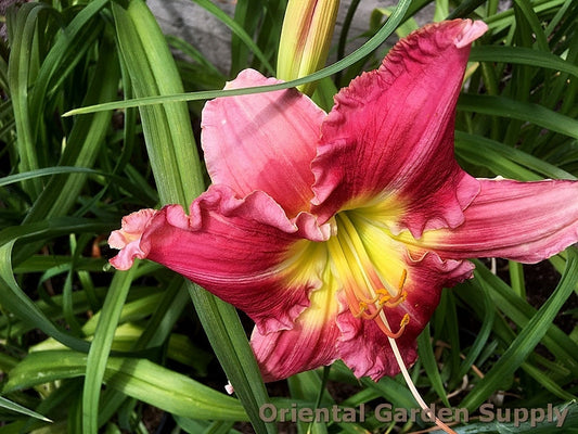 Hemerocallis 'Stolen Treasure'