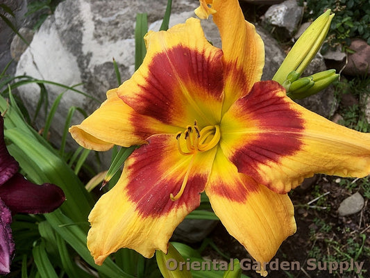 Hemerocallis 'Tiger Swirl'