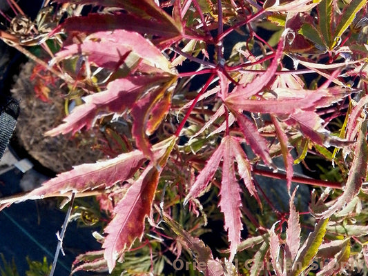 Acer palmatum 'Dr. Seuss'