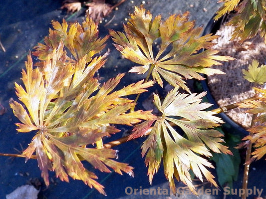Acer shirasawanum 'Green Snowflake'