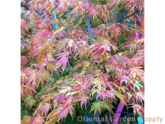 Acer palmatum 'Koko'