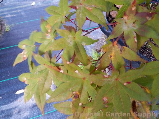 Acer palmatum 'Shindeshojo'