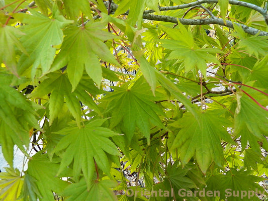 Acer shirasawanum 'Moonrise'